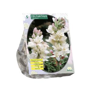 Baltus Polyanthus Turberosa bloembollen per 5 stuks